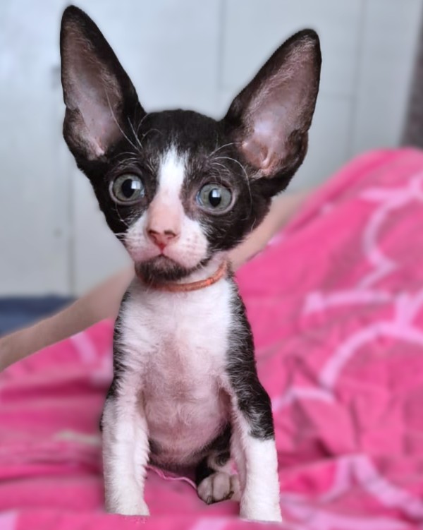 Fancy Rex Spirit Glow