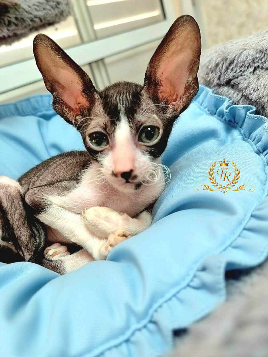 Fancy Rex Pavla, female, D.B. 07.04.2025 - 7,500 ש"ח