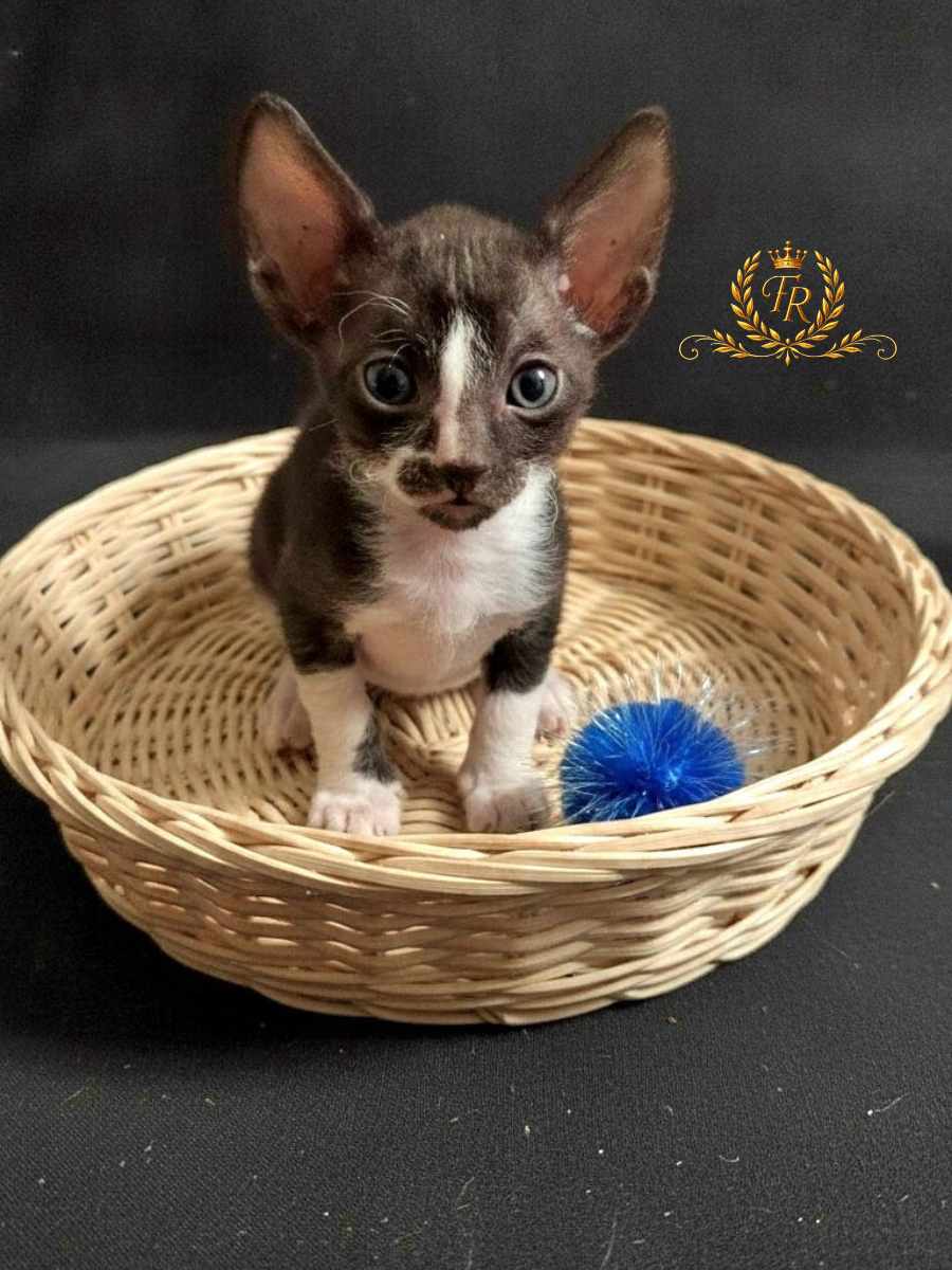 Fancy Rex Tutty, female, d.b.-28.04.2026 - 6,000 ש"ח