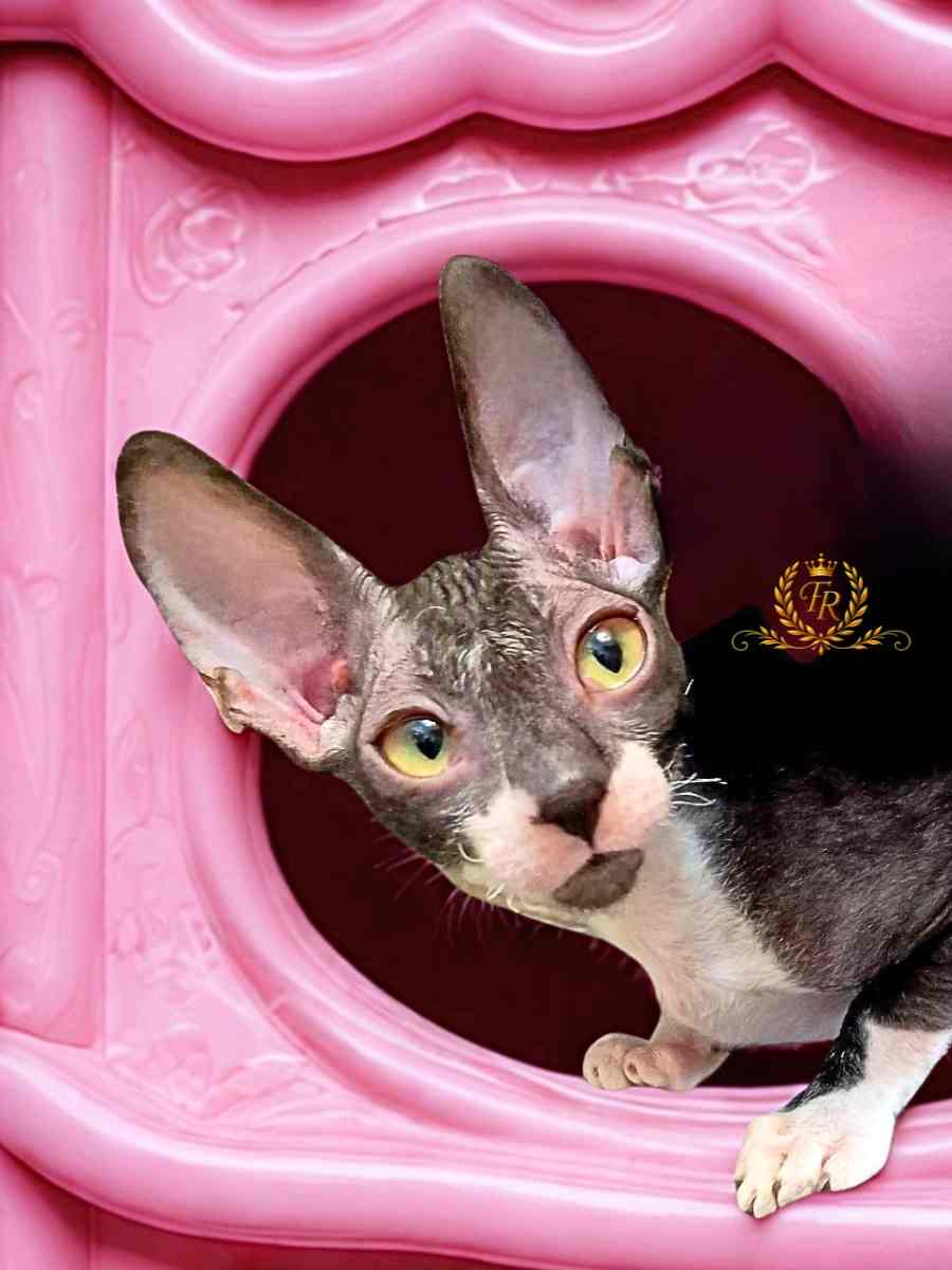Fancy Rex Businka - female 5 month 5,000 ש"ח