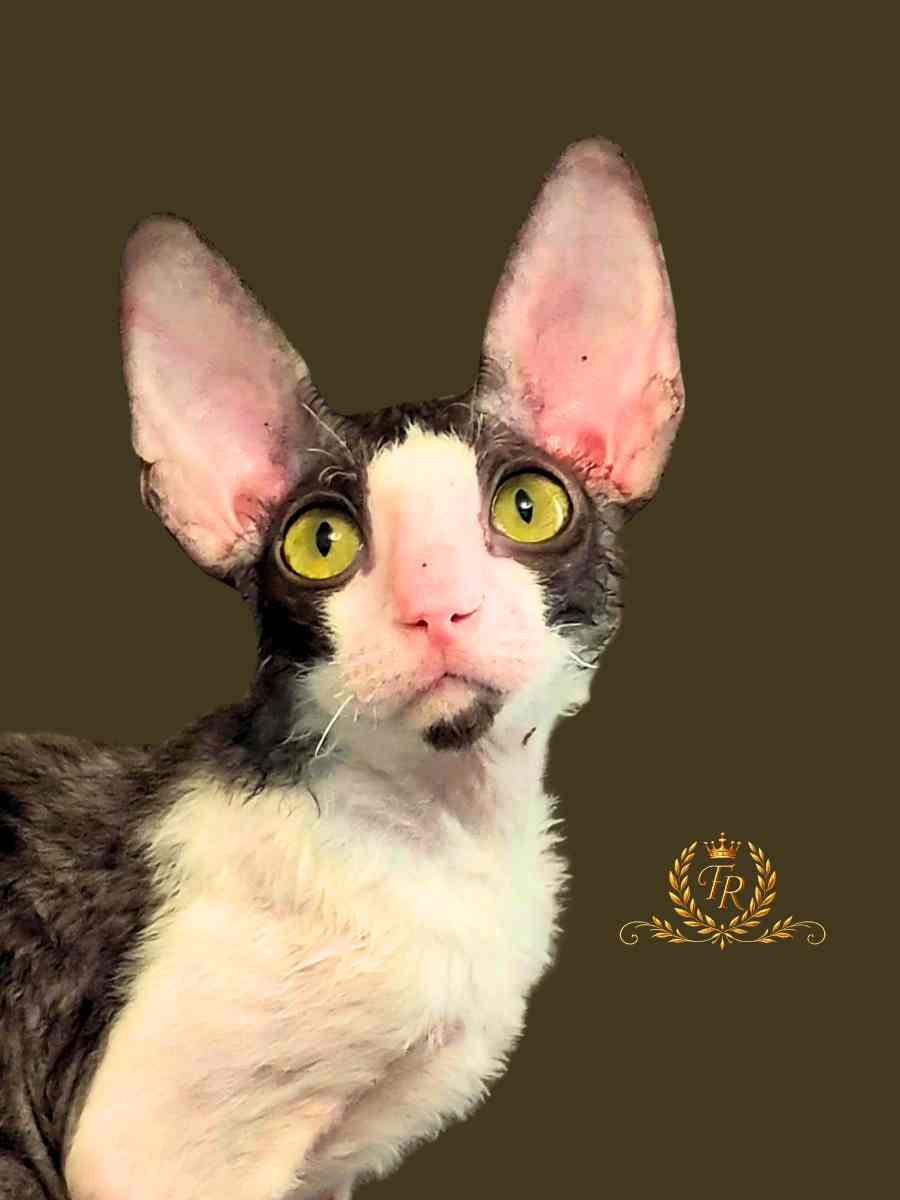 Fancy Rex Isabel female 5 months old - 6,000 ש"ח