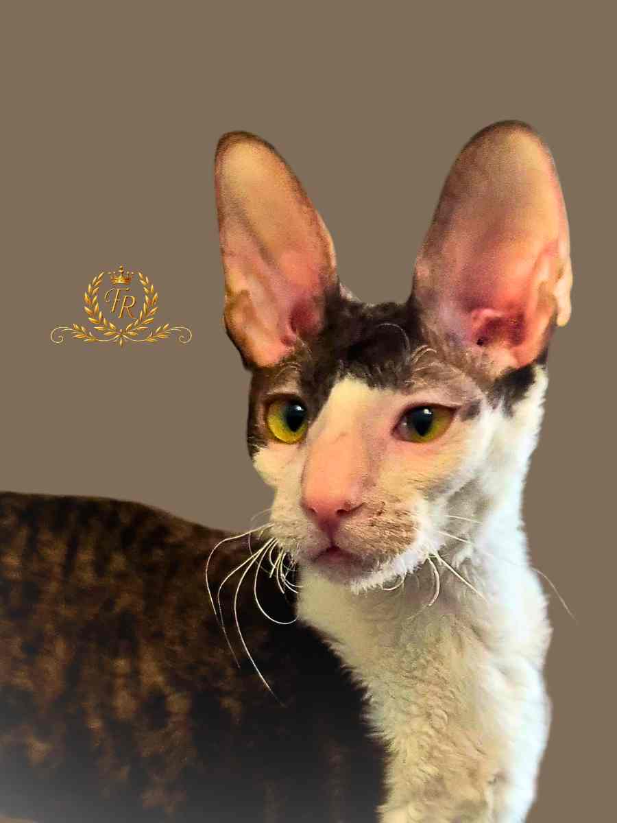 Fancy Rex Perlina female 5 months old - 8,000 ש"ח