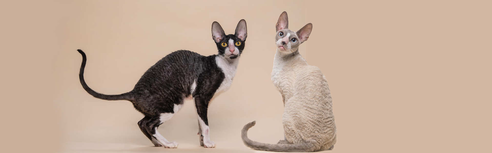 Корниш-Рекс в Израиле