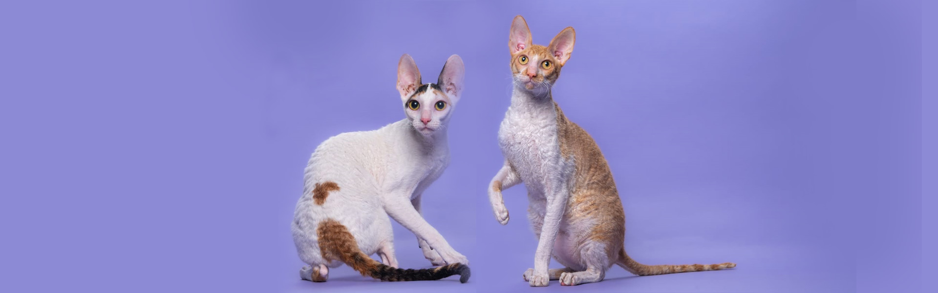 Корниш-Рекс в Израиле