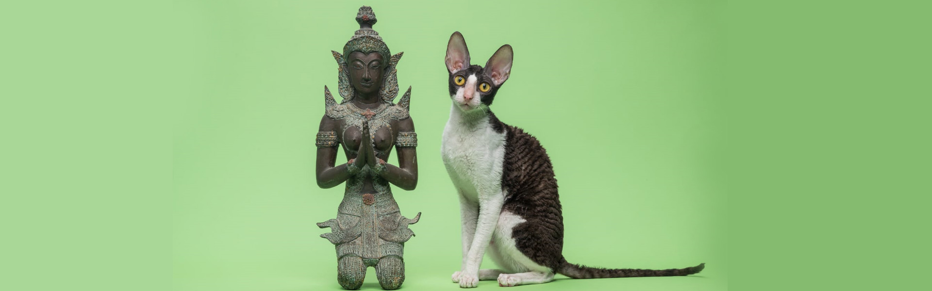 Корниш-Рекс в Израиле